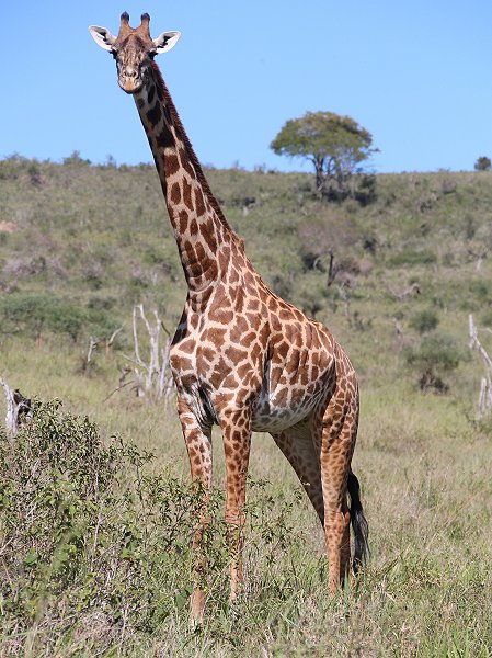 Lumo Wildlife Conservancy, Giraffe