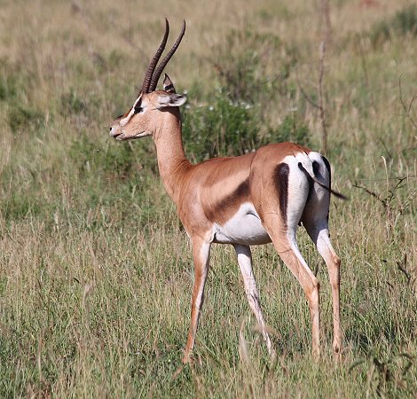 Lumo Wildlife Conservancy, Grant Gazelle