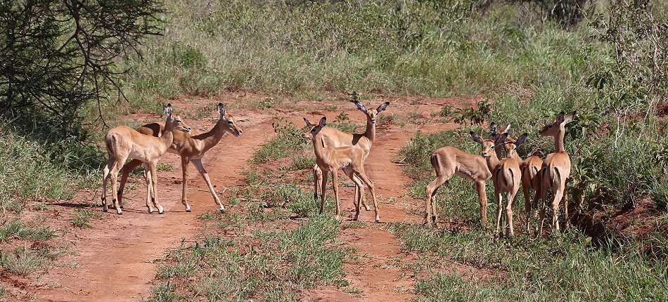 Lumo Wildlife Impalas