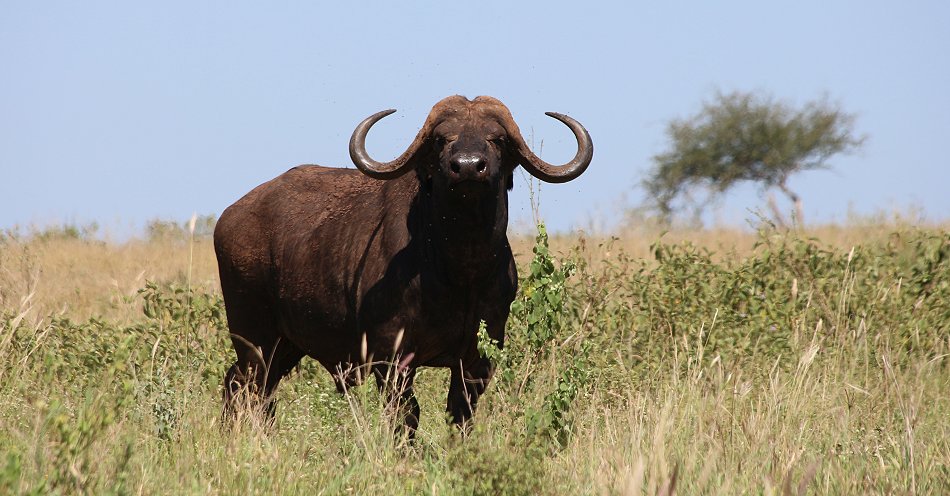Lumo Wildlife Conservancy, Kaffernbüffel