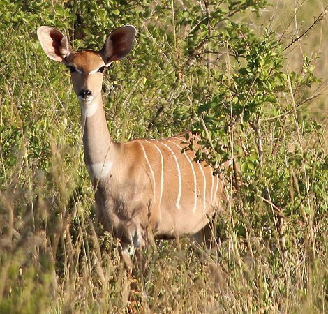 Lumo Wildlife Conservancy, Kleiner Kudu