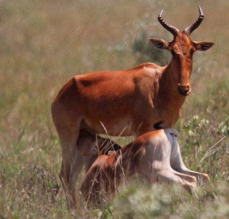 Lumo Wildlife Conservancy, Kongoni