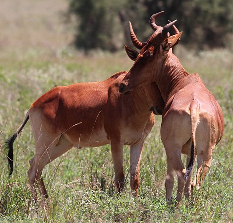 Lumo Wildlife Conservancy, Kongoni