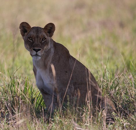 Lumo Conservancy Löwen