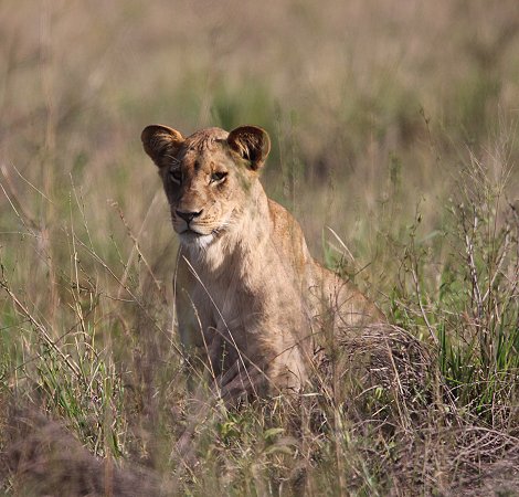 Lumo Conservancy Löwen