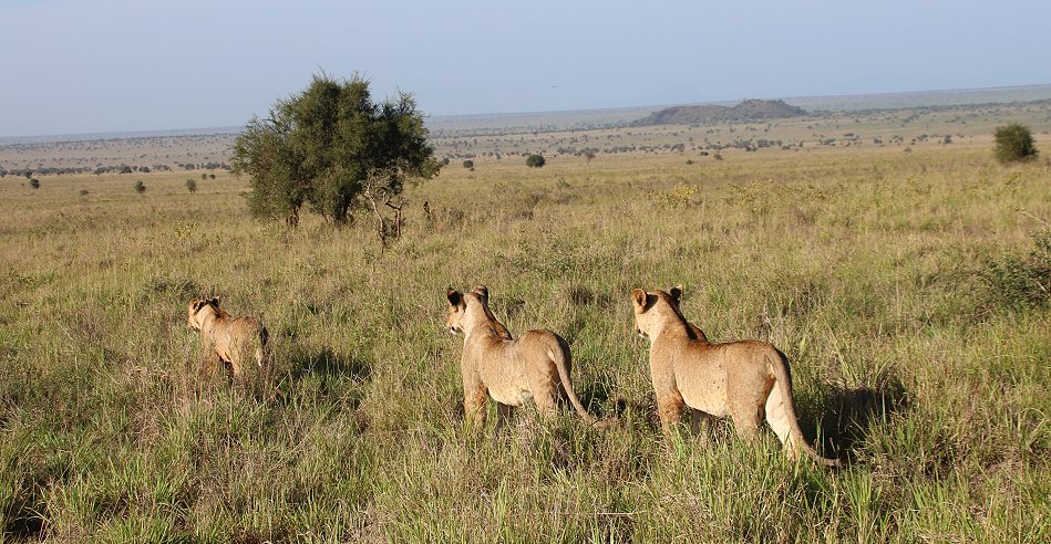 Lumo Conservancy Löwen