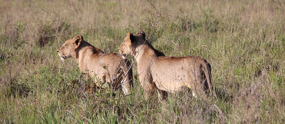 Lumo Conservancy Löwen