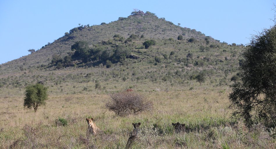 Lumo Conservancy Löwen