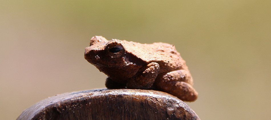 Petersi treefrog