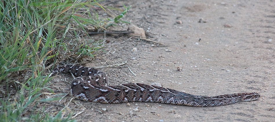 Lumo Conservancy, Puffotter