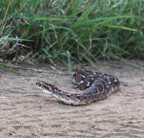 Lumo Conservancy, Puffotter