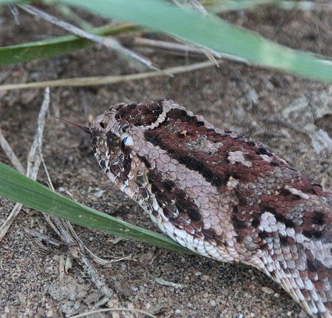 Lumo Conservancy, Puffotter