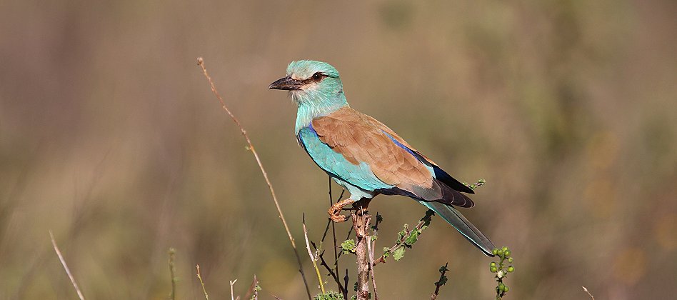 Lumo Conservancy Blauracke