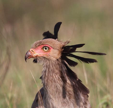 Lumo Conservancy Sekretär