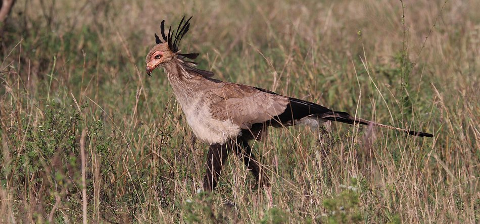 Lumo Conservancy Sekretär