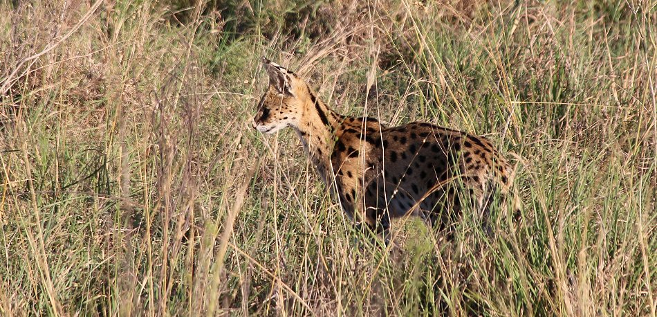 Lumo Conservancy Löwen