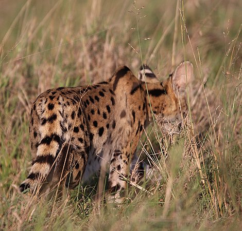 Lumo Conservancy Serval