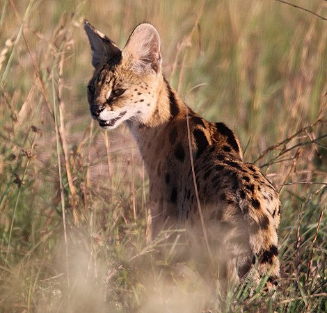 Lumo Conservancy Serval