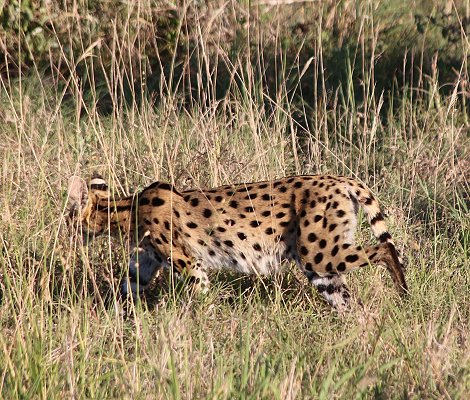 Lumo Conservancy - Serval