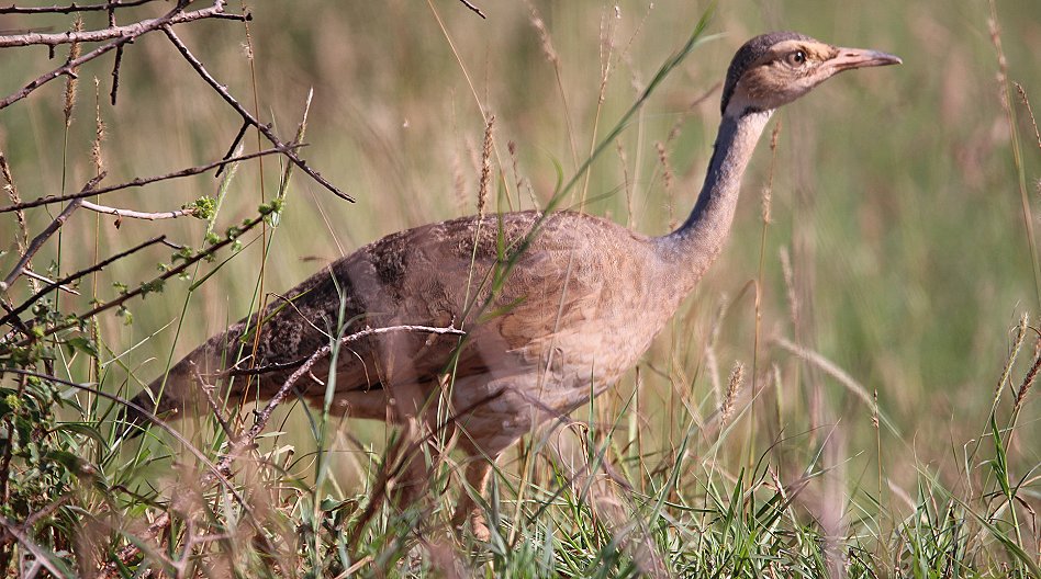 Senegaltrappe (Eupodotis sengalensis), Henne