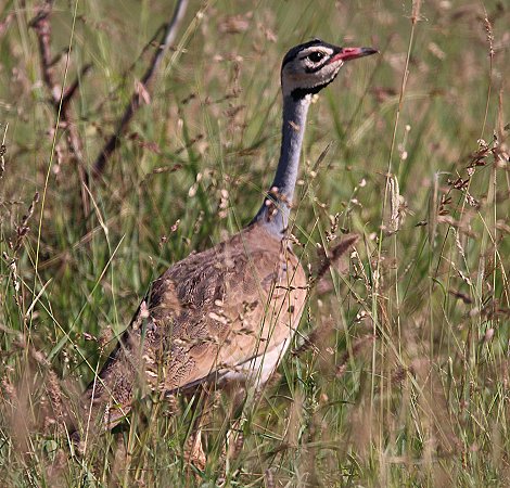 Senegaltrappe (Eupodotis sengalensis), Hahn