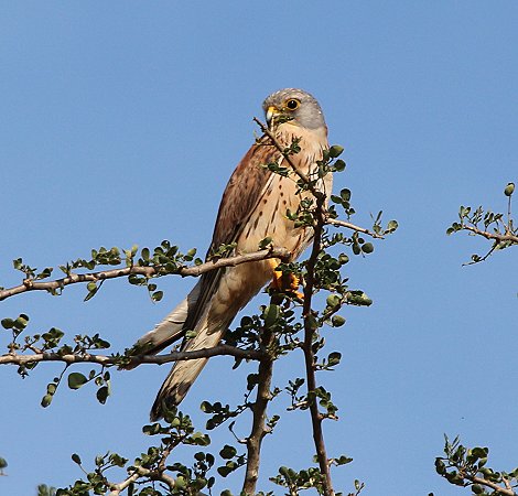 Lumo Conservancy Turmfalke