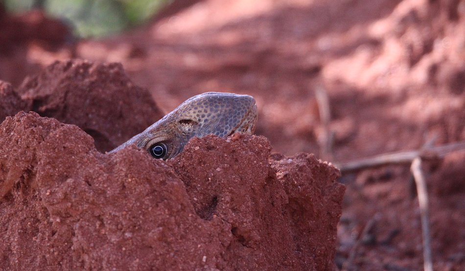 Weißkehlwaran im Lumo Conservancy