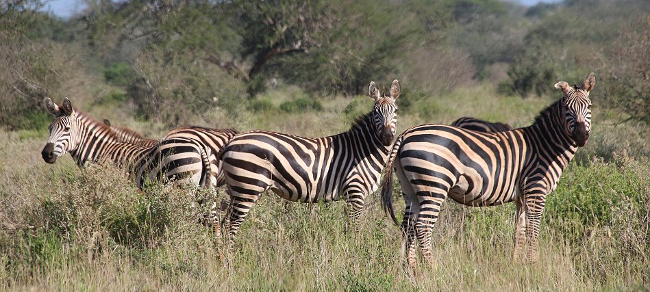 Lumo Wildlife Conservancy, Zebras
