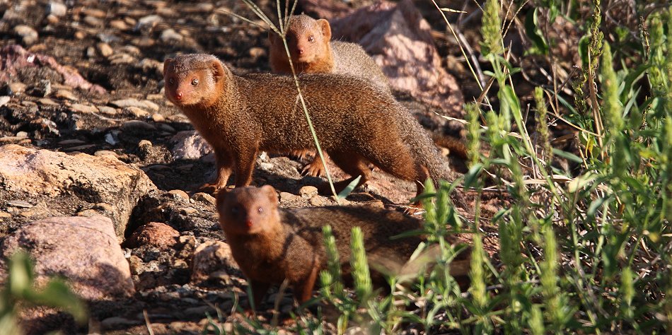 Lumo Wildlife Conservancy, Zwergmangusten