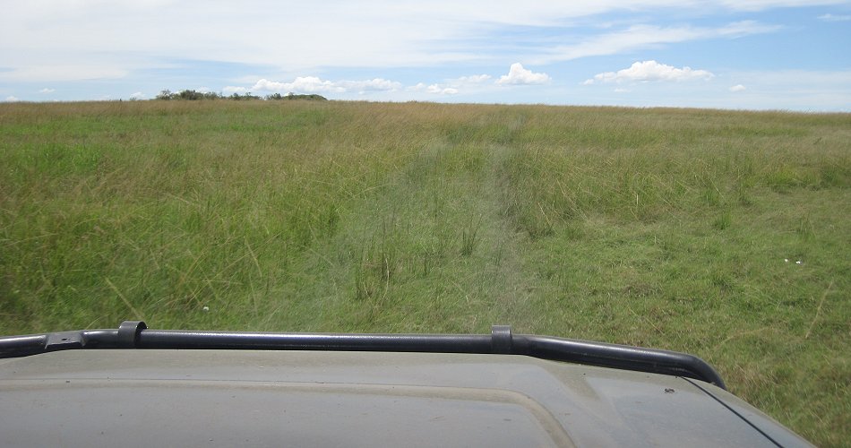Masai Mara Game Drive