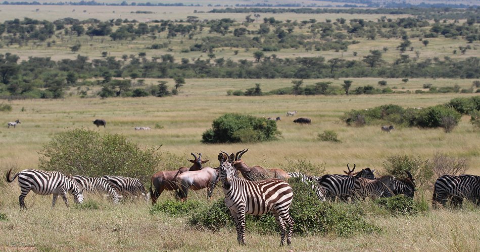 Mara Wildlife