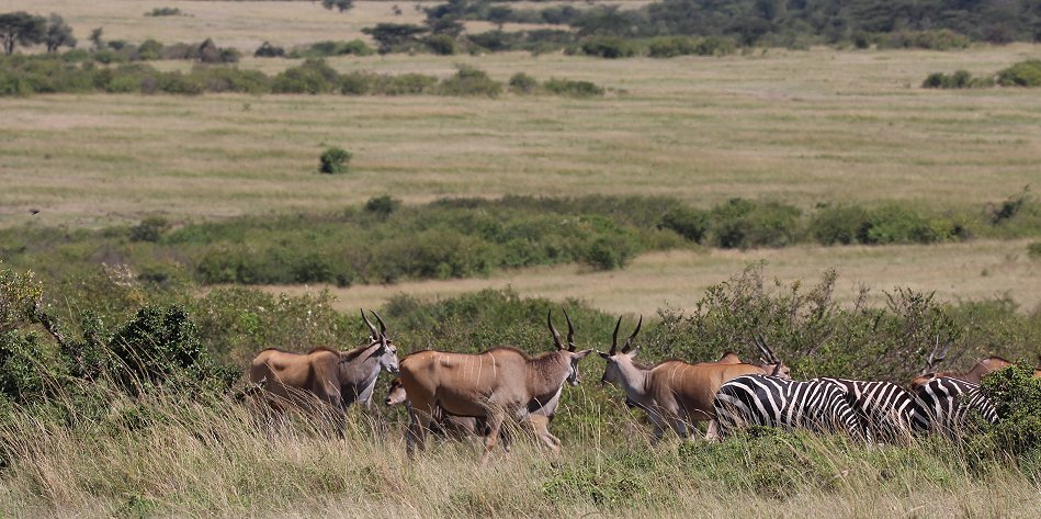 Mara Wildlife