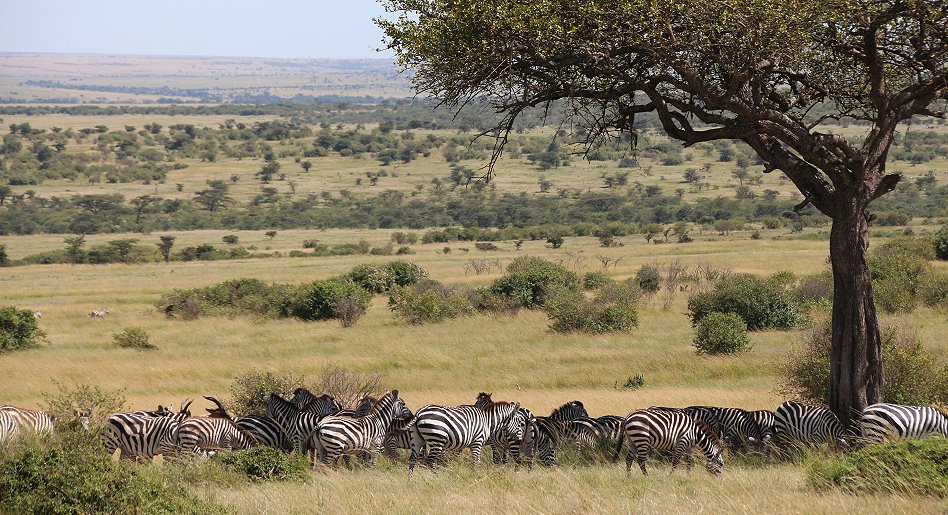 Mara Wildlife