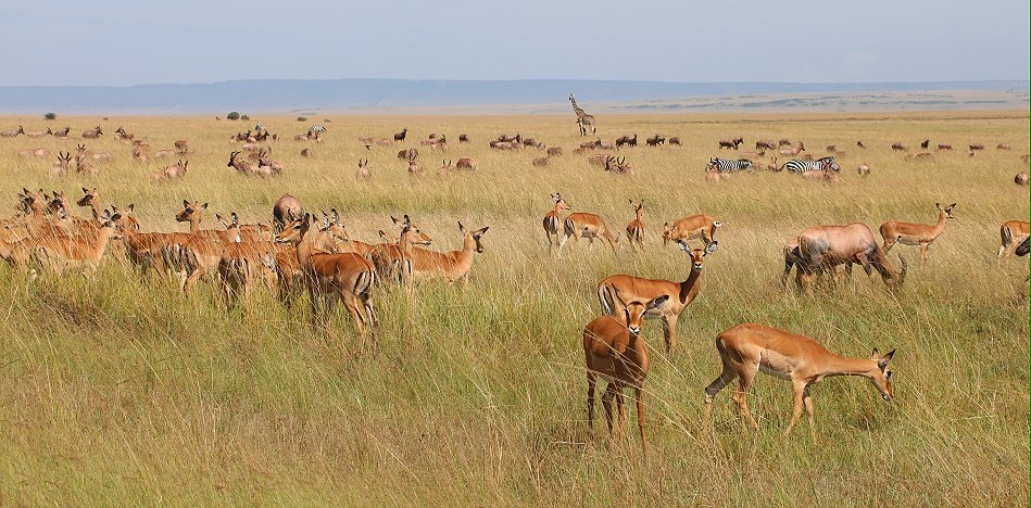 Masai Mara Wildlife