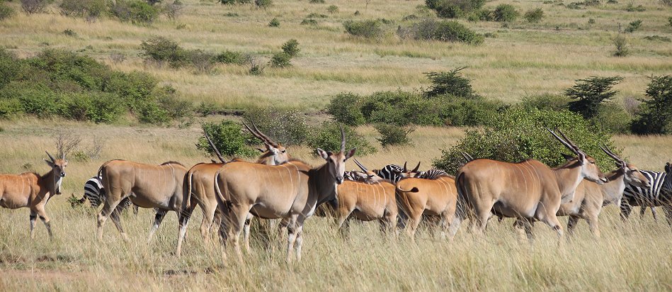 Masai Mara Wildlife