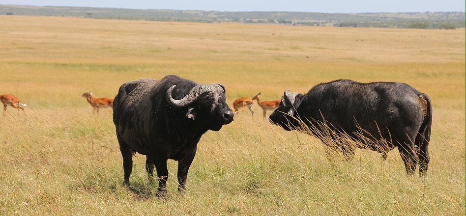 Masai Mara Wildlife