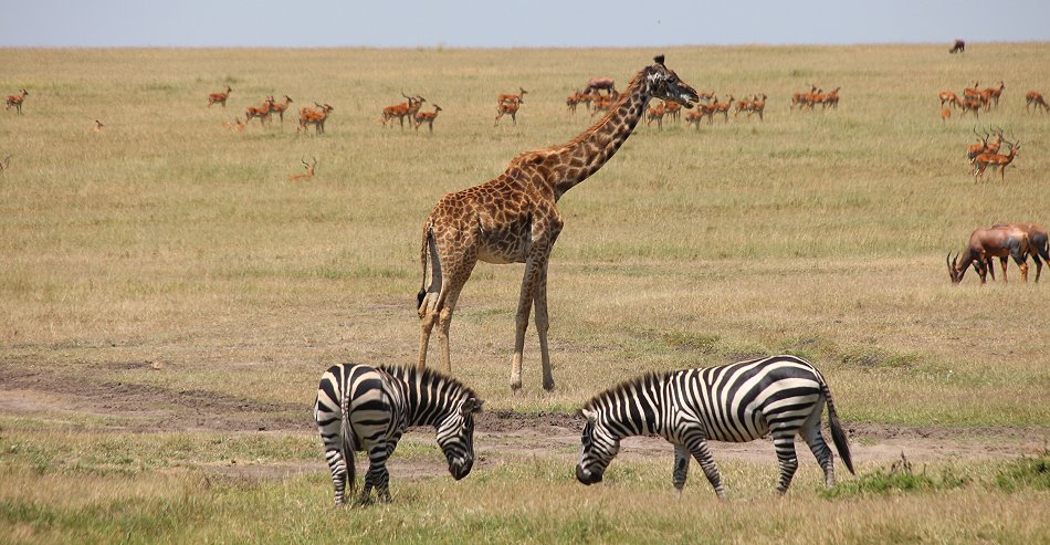 Masai Mara März 2021