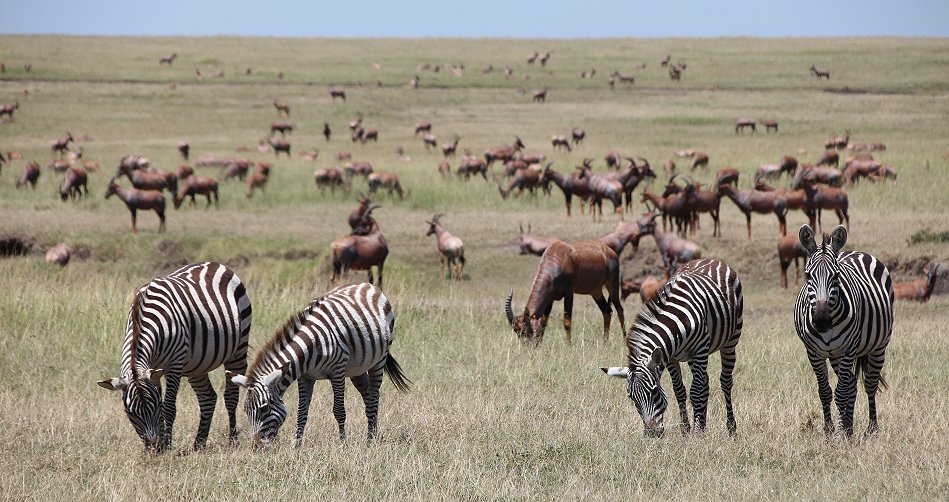 Masai Mara März 2021