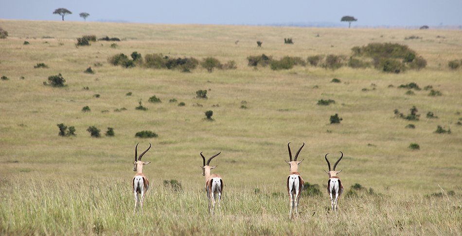 Masai Mara März 2021