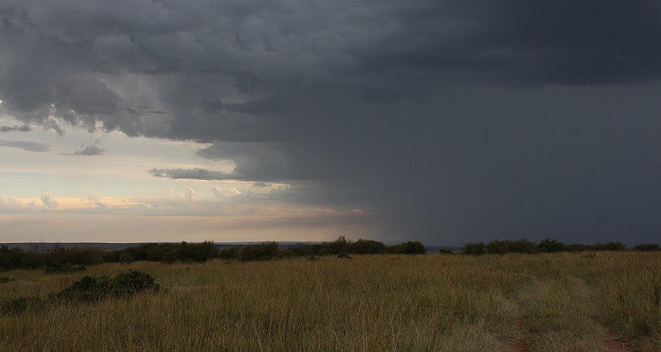 Wildlife im Regen, masai mara