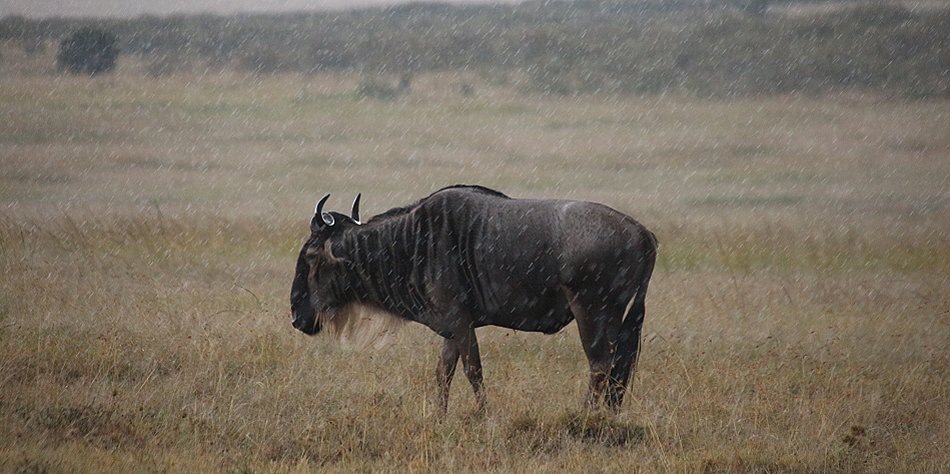 Wildlife im Regen, masai mara