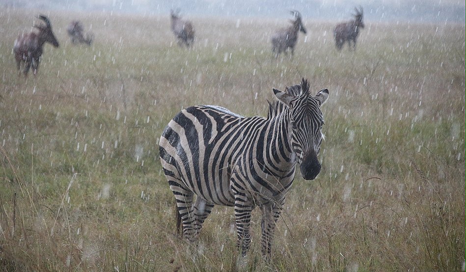 Wildlife im Regen, masai mara