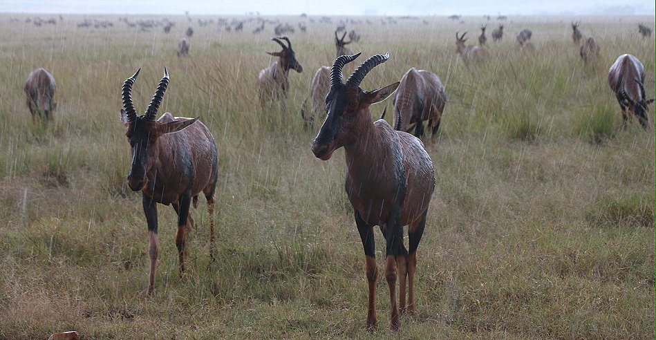Wildlife im Regen, masai mara