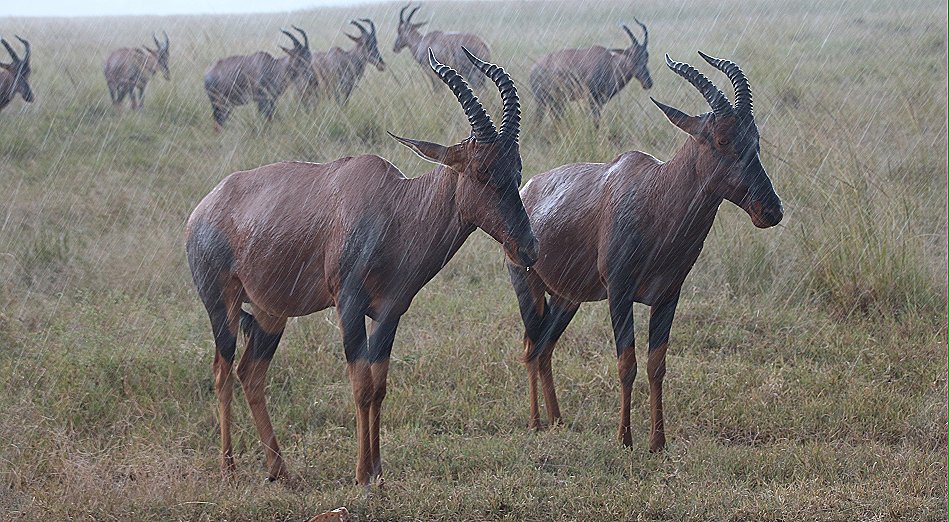 Wildlife im Regen, masai mara