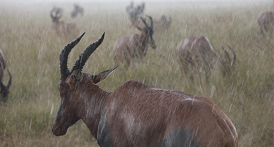 Wildlife im Regen, masai mara