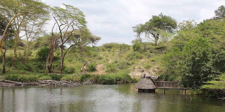 Mzima Springs - Tsavo West National Park