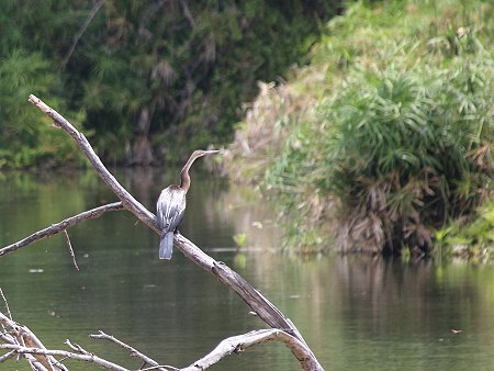 Mzima Springs - Tsavo West National Park