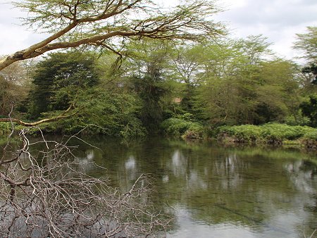 Mzima Springs - Tsavo West National Park