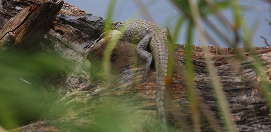 Mzima Springs - Tsavo West National Park