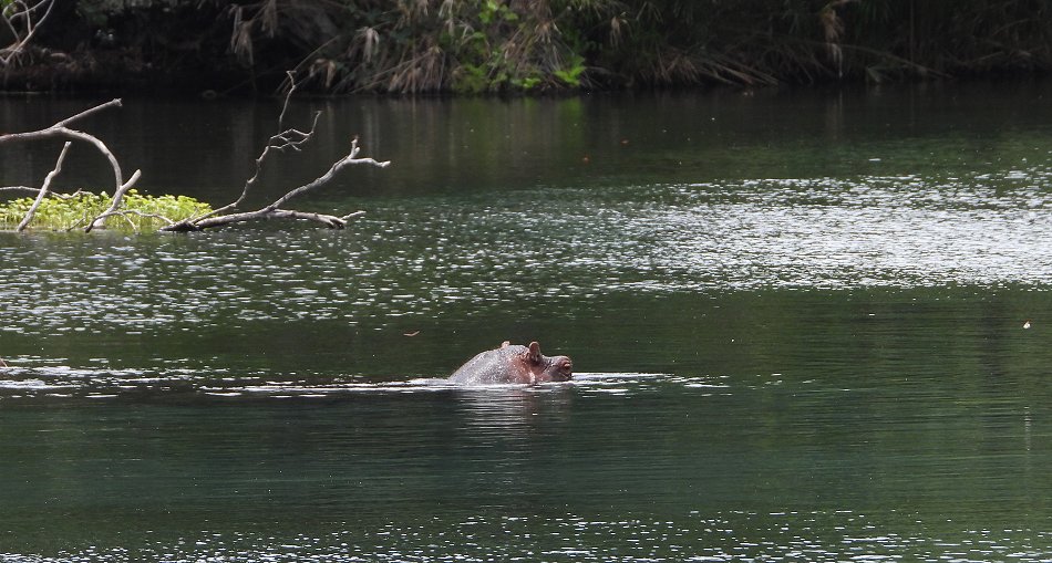 Mzima Springs - Tsavo West National Park